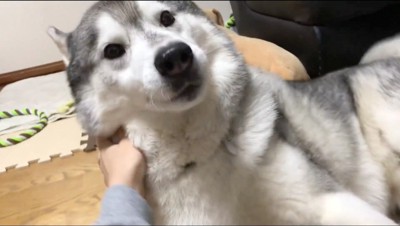 犬の首を撫でる飼い主