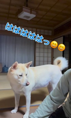 きなこちゃんとおじいちゃんのやり取り4