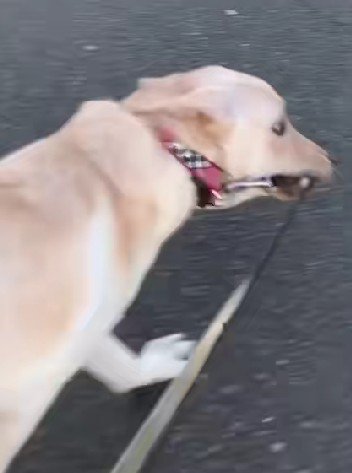 パワフルな散歩に感嘆♪