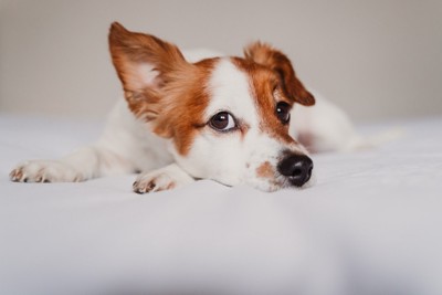 正面をうかがい見る片耳だけ立っている犬