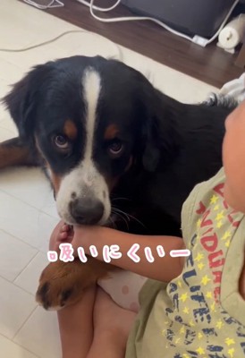 吸いづらそうなマロンちゃん