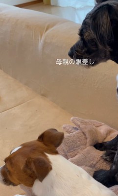 母親のように見守ってくれています♡