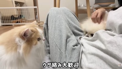 2匹とも甘えん坊モード