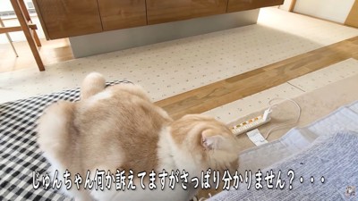 飼い主さんは猫語がわからなくて困惑…