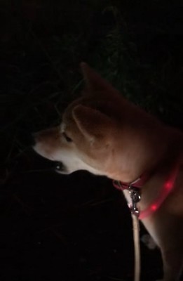 遠吠えする柴犬