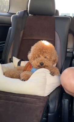 ウトウト姿も逞しい