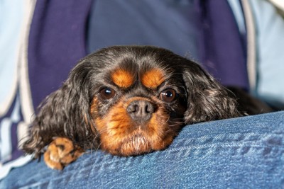 飼い主の足の上にあごのせする小型犬