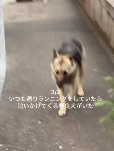 ランニングをしていたら…