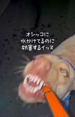 顔がコワイひまわりちゃん