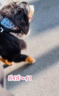 散歩を再開する超大型犬