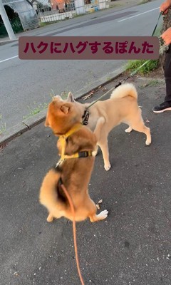 お友達に会った時のぽんた君9