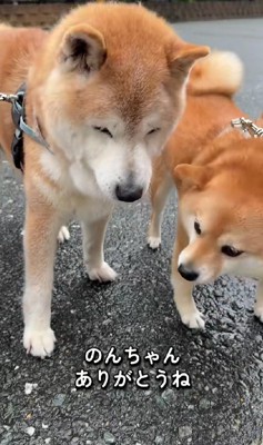 いつまでもニオイを嗅いでいた