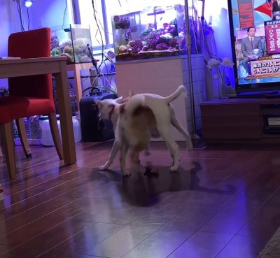 妹犬を背中に乗せたまま回る姉犬