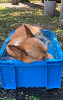 気持ちよさそうなぷりんちゃん