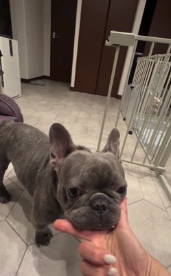 犬のあごにママさんの手