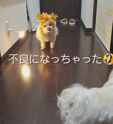 愛犬が不良になった!?