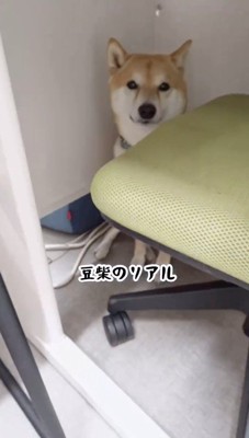 イスの下に隠れている犬
