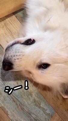 横になったまま遠くを見つめる犬