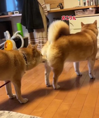 次女と三女のワンプロ