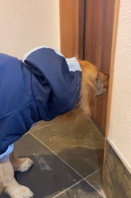 散歩に行こうとするならちゃん