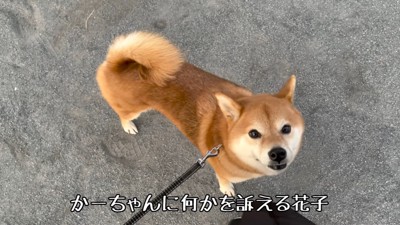 「本当に大丈夫なの…？」