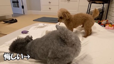 意地悪するゆずくんVS仕返しするぽん太くん8