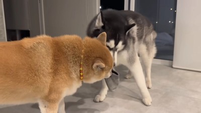 今でもじゃれあいは欠かせない