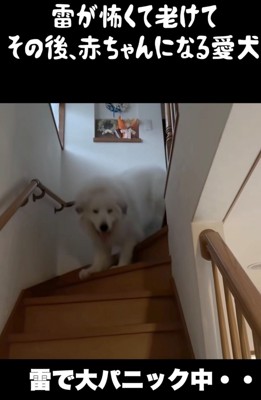 階段を下りてくる犬