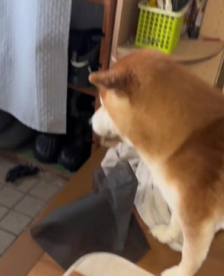 「…？」