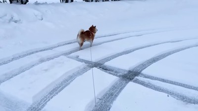 柴犬のらんまるくん