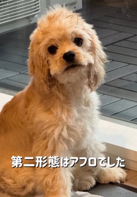 アフロのパルちゃん