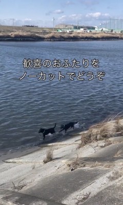 追いかけっこ