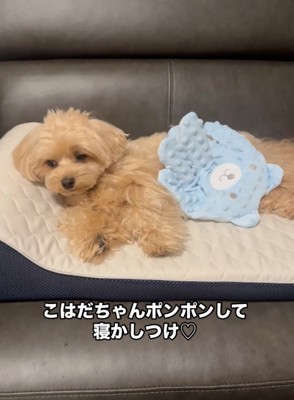 数回トントンする