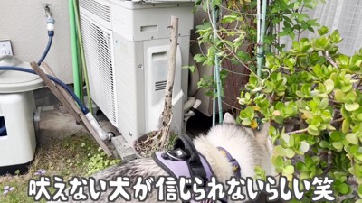 「本当に吠えないの…？」