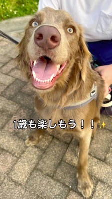 笑顔でカメラを見つめる犬