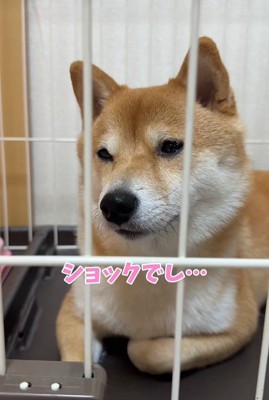 業者さんが来た日のはなちゃん8