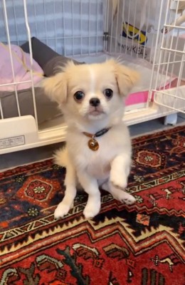 前足を上げる犬
