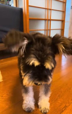 大袈裟にくしゃみをするミニチュアシュナウザー