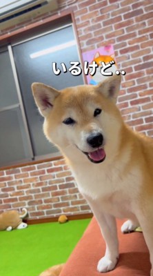 話しかけてくる飼い主を見つめる犬
