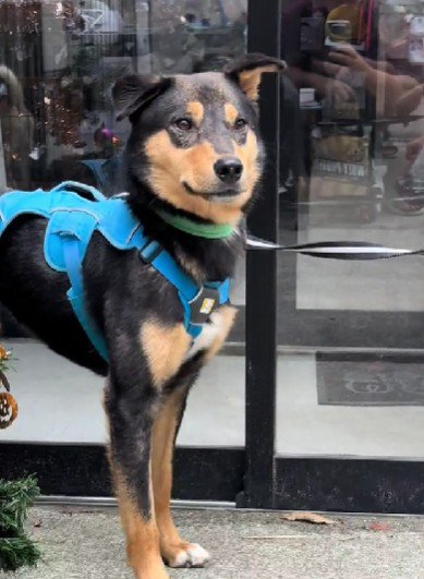 この子を幸せにしてあげたい