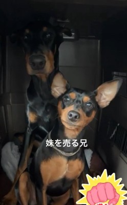 クレートの中の小型犬と大型犬