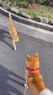 犬の目の前まで歩いてくる猫