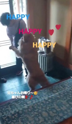 ジャンプする大型犬