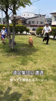 小学生に追いかけられるゴールデンレトリバー2