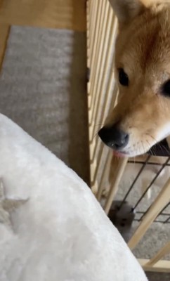 ケージの中からもクンクン