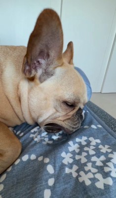 フレンチブルドッグのロビちゃん