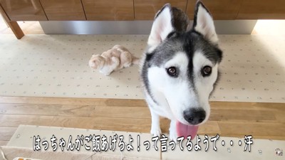 「早くあげて」と圧をかけるはっちゃん