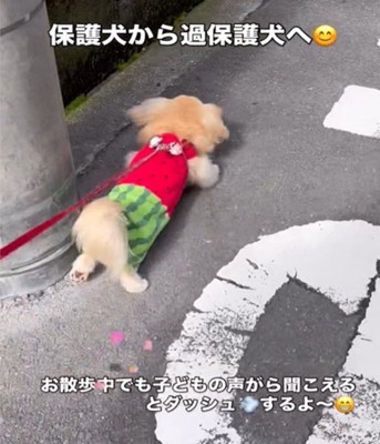 散歩中の犬