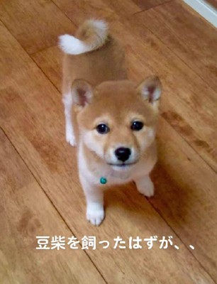 小さな豆柴を飼ったら