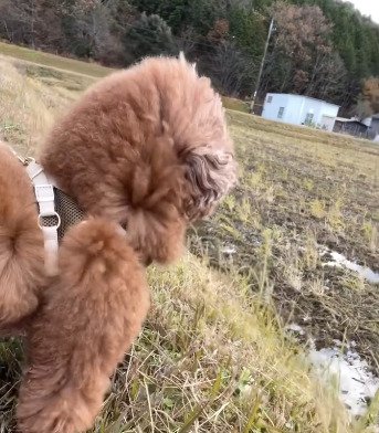 遠くを見つめる犬